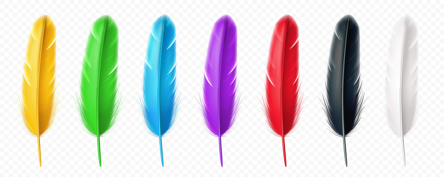 Fototapeta Black and white, yellow, green, blue, purple, red realistic feather of birds. Set of isolated colorful quill, plume or fluff, multicolor floating wing furry, soft and lightweight plumage. Decoration