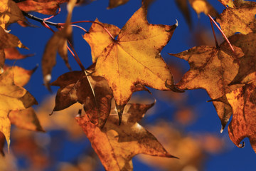 yellow maple in autumn