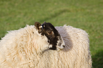 North of England or North Country Mule sheep