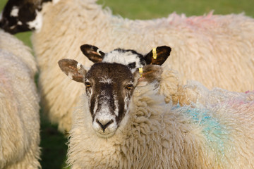 North of England or North Country Mule sheep