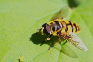 closeup of hover fly resting on leaf, 