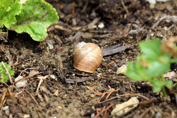 Light brown snail house on wet soil surrounded with lettuce planted in local garden on warm sunny day