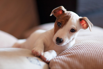 Puppy Jack Russell Terrier with brown speck on the face. Nursling. Dog.