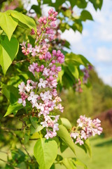 Syringa vulgaris - blooming lilac flower