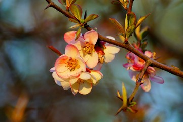 Flowering quince - Chaenomeles speciosa - soft focus 