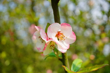 Flowering quince - Chaenomeles speciosa - soft focus 