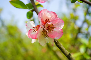 Flowering quince - Chaenomeles speciosa - soft focus 