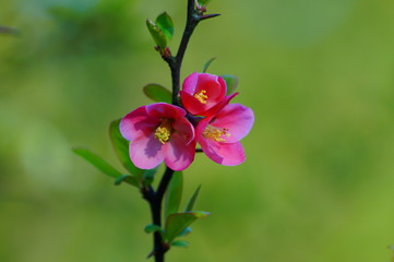 Flowering quince - Chaenomeles speciosa - soft focus 