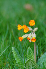 Primula veris , cowslip flower - blurry flowers useful as background - springtime detail