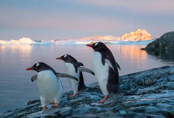 Tuinposter penguins in antarctica © VADIM BALAKIN