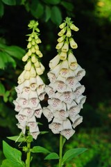 digitalis purpurea - colorful foxglove flowers ( common foxglove, white flower © skorpionik00