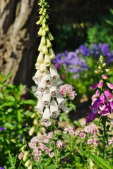 digitalis purpurea - colorful foxglove flowers ( common foxglove, white flower