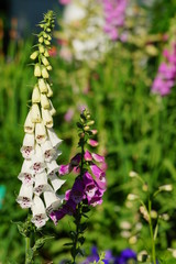 digitalis purpurea - colorful foxglove flowers ( common foxglove, white flower © skorpionik00