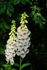 digitalis purpurea - colorful foxglove flowers ( common foxglove, white flower © skorpionik00