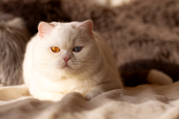 Britisch Kiurzhaar Kater imposant auf Couch Odd eyed Augen