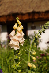 digitalis purpurea - colorful foxglove flowers ( common foxglove, white flower