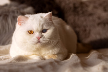 Britisch Kiurzhaar Kater imposant auf Couch Odd eyed Augen