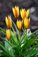 Tulip (Tulipa turkestanica)