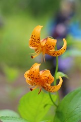 View of Lilium debile flower. It's a herbaceous plant of the lily family, native to the Russian Far East. It's related to the taller and more widespread species Lilium medeoloides.