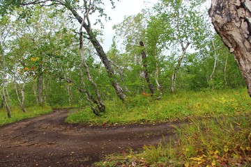 Old dirt road in the curved birch forest. The photo was taken in the caldera of the Vachkazhets volcano on the Kamchatka Peninsula, Russia.