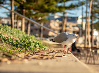 Seagull