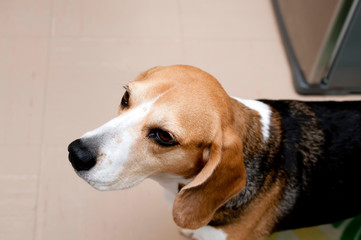 ビーグル犬