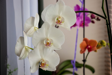 Fototapeta na wymiar white orchid on orchid background
