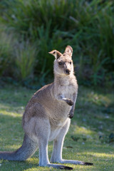 Portrait of young cute australian Kangaroo standing in the field and waiting. Joey