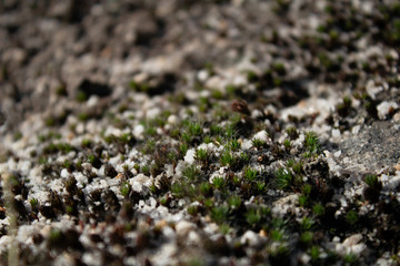 dark green moss grows on stones in the sand