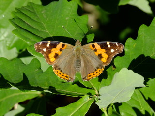 butterfly on a leaf
