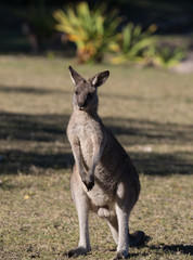 Portrait of young cute australian Kangaroo standing in the field and waiting. Joey