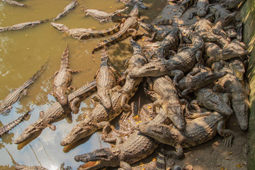 クロコダイル　ベトナム　ミトー