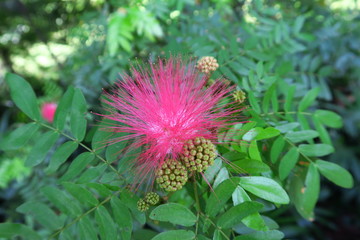 Chaedon d&eacute;licat 