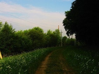 Beautiful summer landscape morning mist in the field