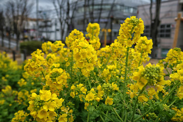 Obraz premium Field of the Rape-flowers
