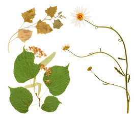 Set of wild dry pressed flowers and leaves