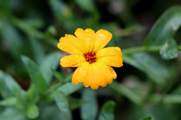 Open blooming bright yellow English marigold or Pot marigold or Calendula officinalis or Scotch marigold covered with small raindrops after heavy rain in local garden on rainy afternoon