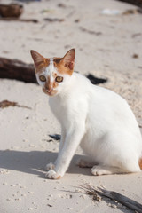 cat on the beach in Mantanani island Borneo Malaysia