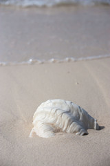 Fototapeta na wymiar Large shell in Mantanani island beach Borneo Malaysia