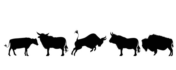 Illustration of set bull and cow icon. Vector silhouette on white background. Symbol farm´s cattle.