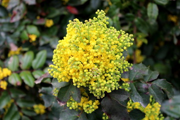 Oregon grape or Mahonia aquifolium evergreen shrub flowering plant with pinnate leaves made up of spiny leathery leaflets with dense clusters of bright yellow open blooming and closed flowers growing 