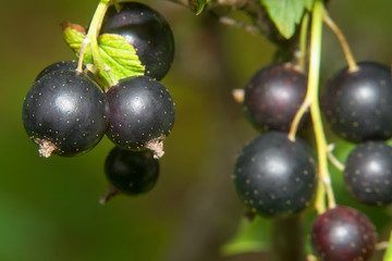 Closeup of currant berries on a branch