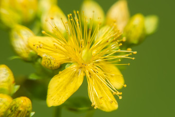 Closeup of a small green wild flower on a green background