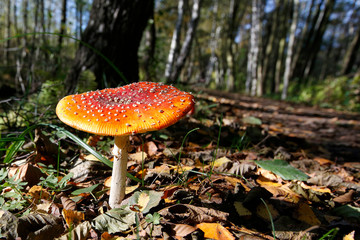 Spreewald, Luebbenau, Brandenburg, Deutschland
