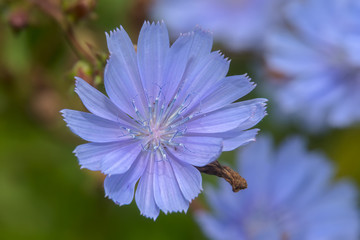 Common chicory (lat. Cichórium íntybus). Wildflower Closeup