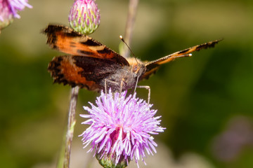 Brown big butterfly on burdock flower