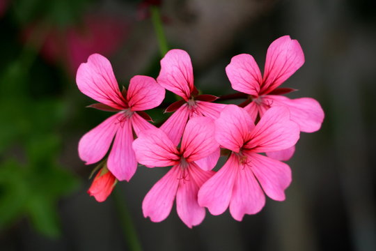 Pelargonium flowers fully open blooming with violet to dark red petals on dark green leaves and other garden vegetation background on warm sunny day