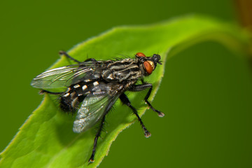 A black big fly sits on a green leaf. Macro photography