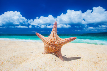 Fototapeta na wymiar Tropical beach with starfish