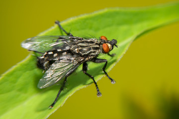 A black big fly sits on a green leaf. Macro photography